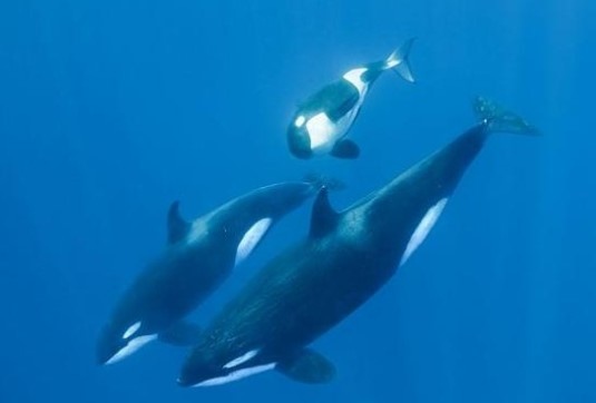 Учени успяха да заснемат как косатки убиват бяла акула край Южна Африка